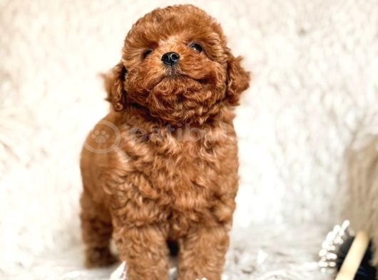 Toy Poodle Sevi̇mli̇ Yavrular Ev Üreti̇mi̇ görsel