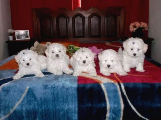 Kar Beyaz Maltese Terri̇er Ci̇nsleri̇
