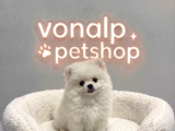 Vonalp Pet Garantisiyle Efsane Güzelli̇kte Pomerani̇an Boo