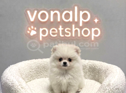 Vonalp Pet Garantisiyle Efsane Güzelli̇kte Pomerani̇an Boo