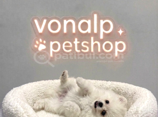 Vonalp Pet Garantisiyle Efsane Güzelli̇kte Pomerani̇an Boo görsel