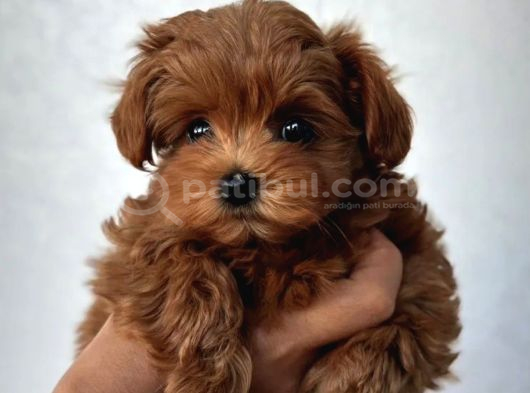 Eğitimli Teacup Maltipoo Yavrular görsel