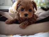 Eğitimli Teacup Maltipoo Yavrular
