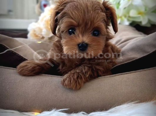 Eğitimli Teacup Maltipoo Yavrular görsel