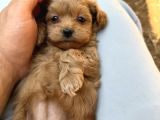 Eğitimli Teacup Maltipoo Yavrular