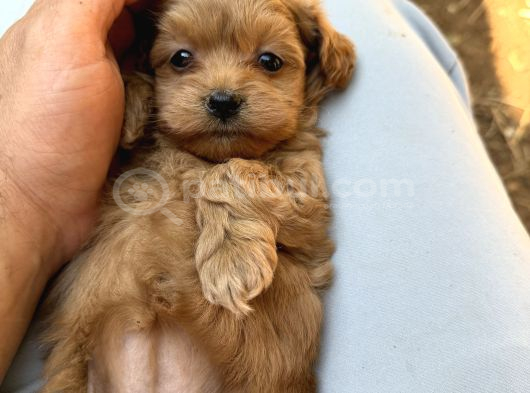 Eğitimli Teacup Maltipoo Yavrular görsel