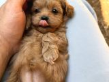 Eğitimli Teacup Maltipoo Yavrular