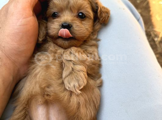 Eğitimli Teacup Maltipoo Yavrular görsel