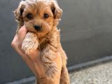 Eğitimli Teacup Maltipoo Yavrular