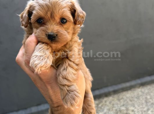 Eğitimli Teacup Maltipoo Yavrular görsel