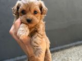 Eğitimli Teacup Maltipoo Yavrular