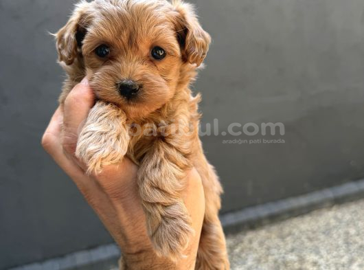 Eğitimli Teacup Maltipoo Yavrular görsel