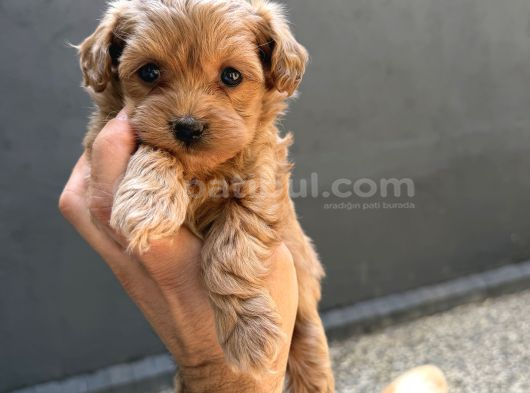 Eğitimli teacup maltipoo yavrular