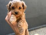 Eğitimli Teacup Maltipoo Yavrular