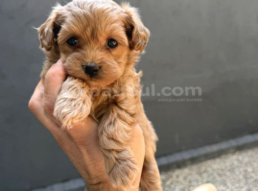 Eğitimli Teacup Maltipoo Yavrular görsel