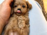 Eğitimli Teacup Maltipoo Yavrular