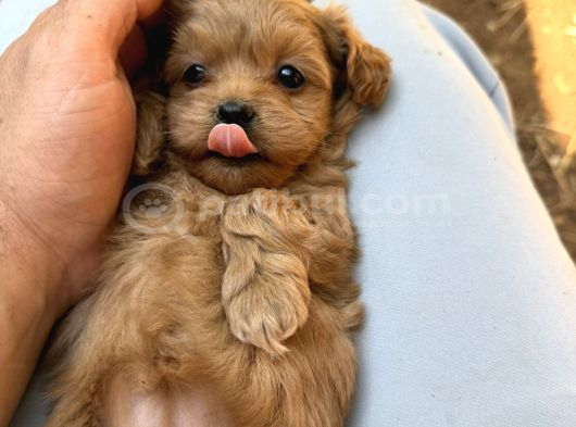 Eğitimli Teacup Maltipoo Yavrular görsel