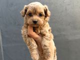 Eğitimli teacup maltipoo yavrular