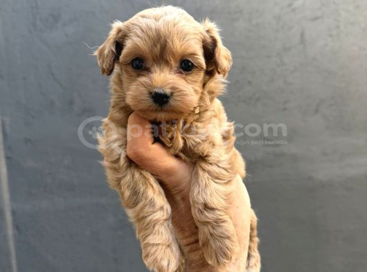 Eğitimli teacup maltipoo yavrular
