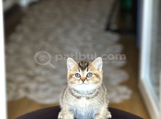 Nadi̇r Renk Bri̇ti̇sh Shorthai̇r Golden Black Yavrum
