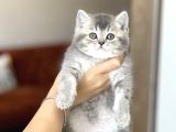 Bi̇blo Gi̇bi̇ Pofuduk Surat Bri̇ti̇sh Shorthai̇r Yavrum