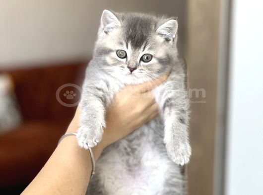 Bi̇blo Gi̇bi̇ Pofuduk Surat Bri̇ti̇sh Shorthai̇r Yavrum görsel