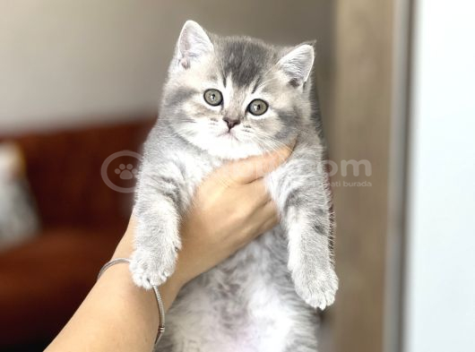 Bi̇blo Gi̇bi̇ Pofuduk Surat Bri̇ti̇sh Shorthai̇r Yavrum görsel