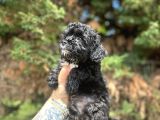 Uygunnnn Black Poodle Bebeği̇mi̇z Yeni̇ Yuvasini Aramakta