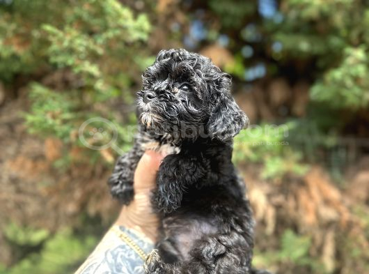 Uygunnnn Black Poodle Bebeği̇mi̇z Yeni̇ Yuvasini Aramakta görsel