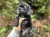 Uygunnnn Black Poodle