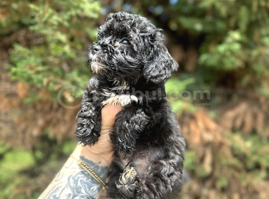 Uygunnnn Black Poodle görsel