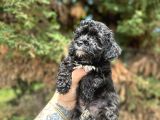Uygunnnn Black Poodle
