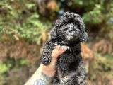 UYGUNNNN BLACK POODLE BEBEĞİMİZ YENİ YUVASINI ARAMAKTA