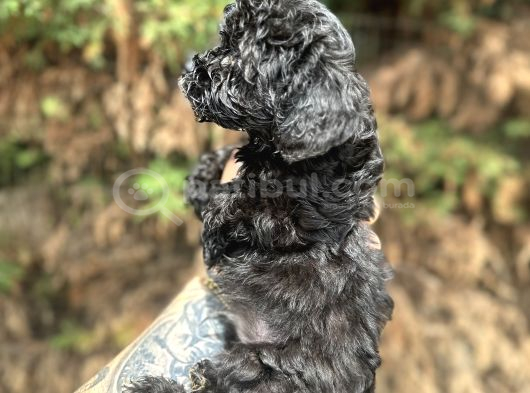Uygunnnn Black Poodle görsel