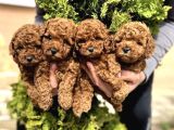 KORE KAN RED TOY POODLE YAVRULARIM