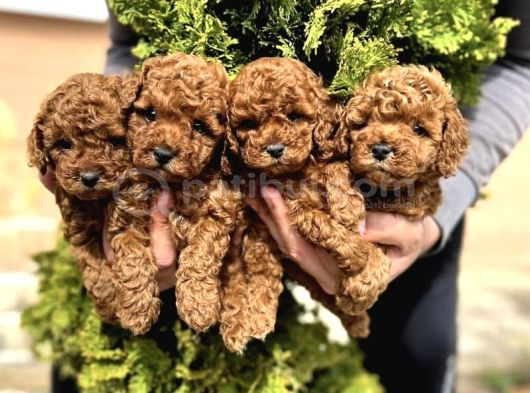 Kore Kan Red Toy Poodle Yavrularim