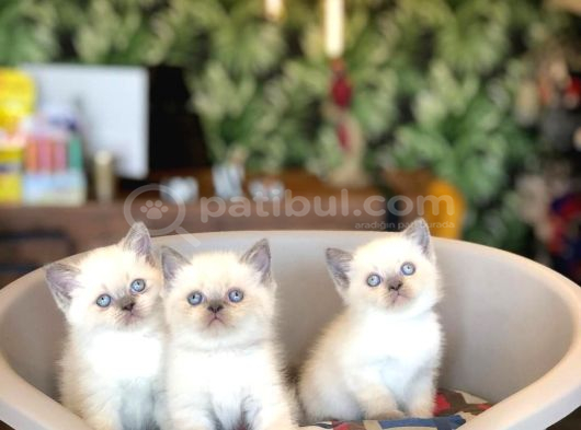 Bebek Yüz British Shorthai̇r Blue Poi̇nt Yavrularimiz görsel