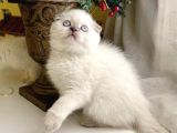 FIRST CLASS SCOTTISH FOLD BLUE POİNT YAVRULARIM