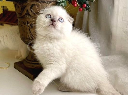 First Class Scottish Fold Blue Poi̇nt Yavrularim