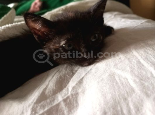 2 Aylık Oyuncu Ve Sevgi Dolu Dişi Tekir Yuva Arıyor görsel