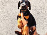 Anne Baba  Fci̇ Ki̇f A Secere Doberman Yavrusu