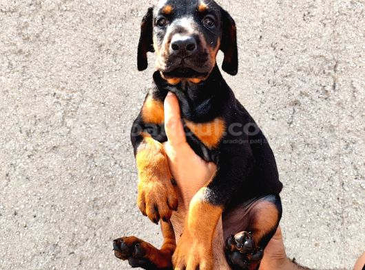 Anne Baba  Fci̇ Ki̇f A Secere Doberman Yavrusu görsel