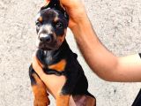 Anne baba  FCİ KİF A secere Doberman yavrusu