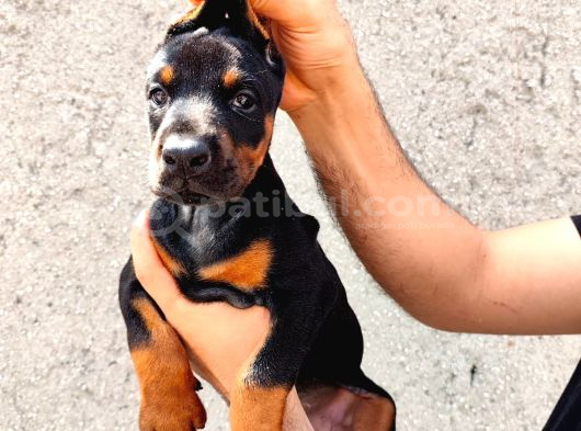 Anne Baba  Fci̇ Ki̇f A Secere Doberman Yavrusu