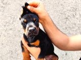 Anne Baba  Fci̇ Ki̇f A Secere Doberman Yavrusu