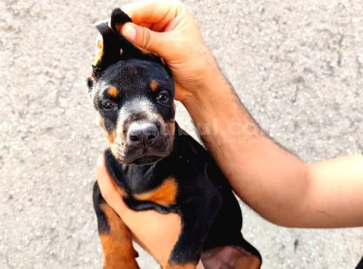 Anne Baba  Fci̇ Ki̇f A Secere Doberman Yavrusu görsel