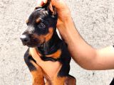 Anne Baba  Fci̇ Ki̇f A Secere Doberman Yavrusu