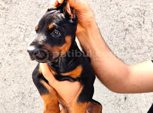 Anne Baba  Fci̇ Ki̇f A Secere Doberman Yavrusu görsel