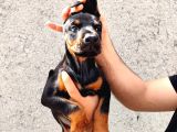 Anne Baba  Fci̇ Ki̇f A Secere Doberman Yavrusu