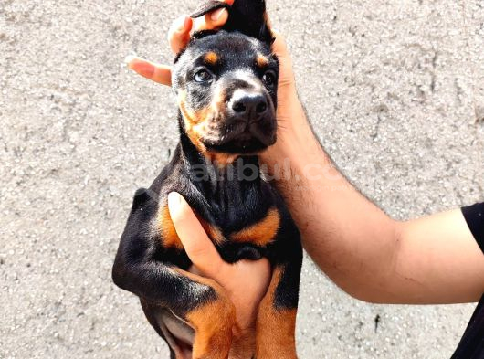 Anne Baba  Fci̇ Ki̇f A Secere Doberman Yavrusu görsel